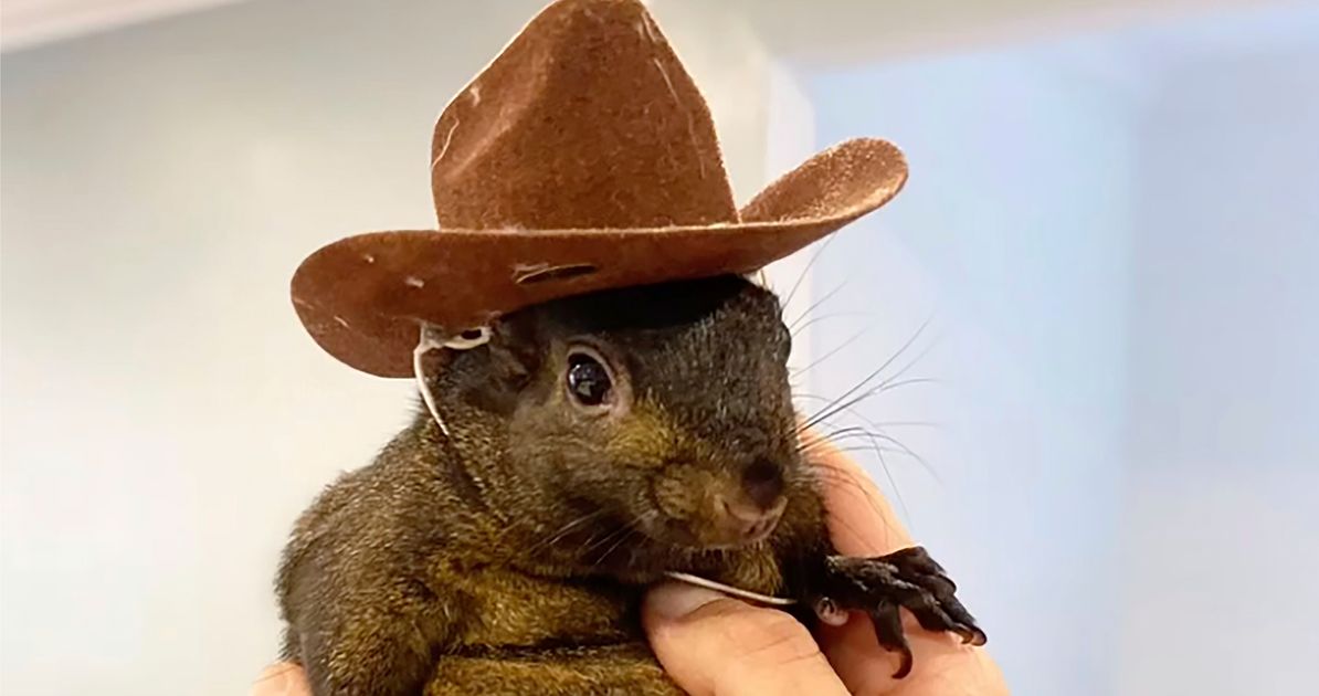 Peanut The Squirrel Tests Negative For Rabies | HuffPost Impact