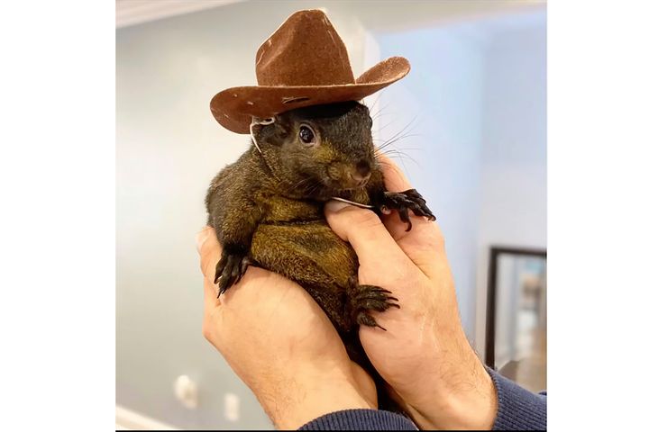 A photo showing Peanut wearing one of his signature hats.