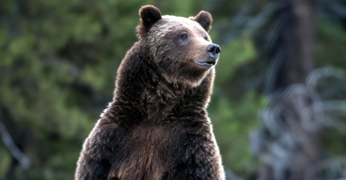 NextImg:Vigil Set For Grizzly Bear Mother Of 18 Who Was Killed By Vehicle