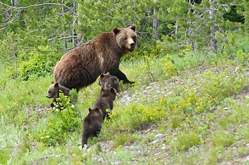 Grizzly bear "399" walks with her four cubs along the main highway near Signal Mountain on June 15, 2020 outside Jackson, Wyoming.