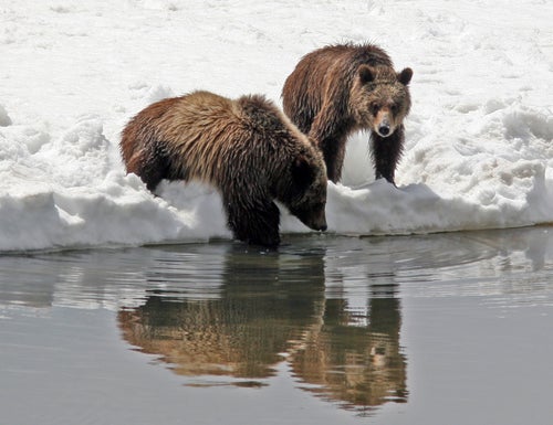 This photo provided by Grand Teton National Park shows Grizzly bear No. 399 and her cub in 2008.