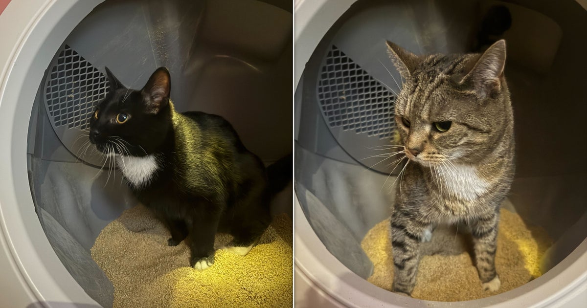 多頭飼いの家庭からの自動猫砂ロボットのレビュー