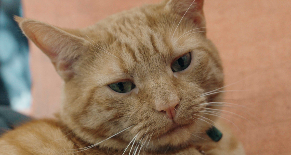 A Cat Once 'Haunted' A Shop In New York City. Now He's Starring In TikTok's Hottest New Show