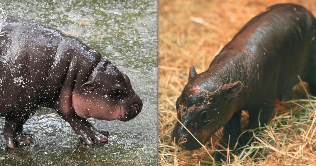 NextImg:Edinburgh Zoo Challenges Moo Deng To Cuteness Contest With Newborn Pygmy Hippo