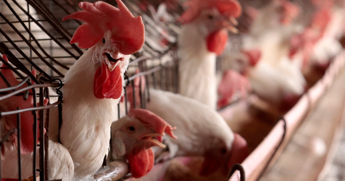 Should We Be Worried About Bird Flu?