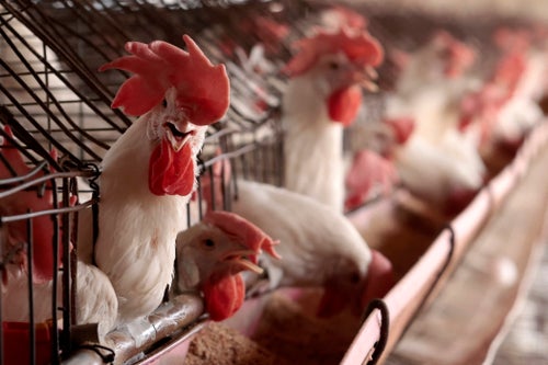The H5N1 virus, aka the bird flu, spilled over to commercial poultry before sickening cattle earlier this year.