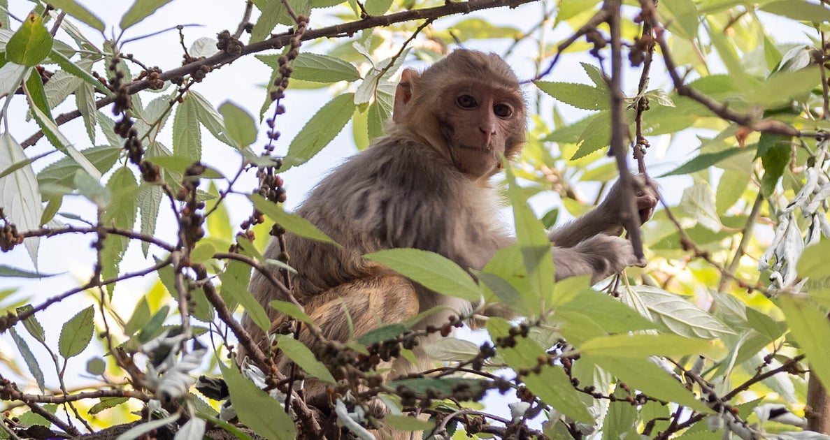 NextImg:Escaped Lab Monkeys Are Staying Close To Facility, 'Cooing' At 7 Left Behind