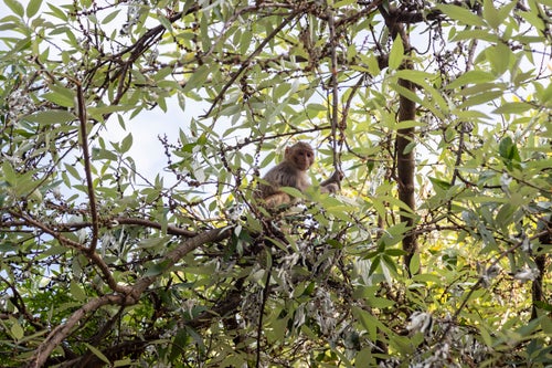A young wild rhesus macaque is pictured in Dharmsala, India, in June 2020.