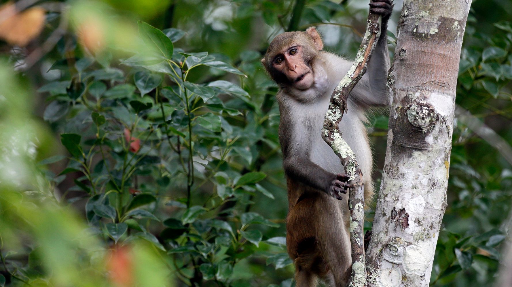 First Of 43 Escaped Lab Monkeys Caught. 42 Still On The Run (huffpost.com)