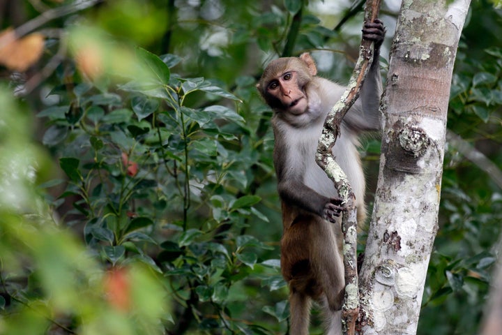 In this Friday, Nov. 10, 2017 photo, a rhesus macaques monkey observes kayakers as they navigate along the Silver River in Silver Springs, Florida.