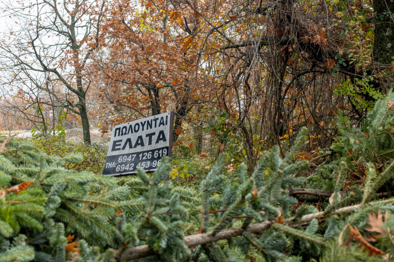 Έτοιμοι να σκορπίσουν «άρωμα» Χριστουγέννων οι ελατοπαραγωγοί του Ταξιάρχη Χαλκιδικής.