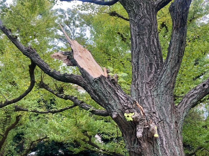 枝が折れた神宮外苑のいちょう