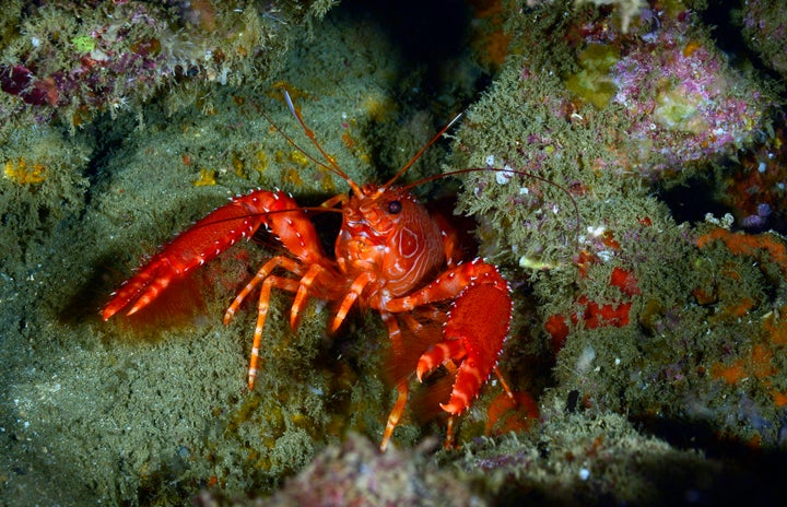 A flaming reef lobster