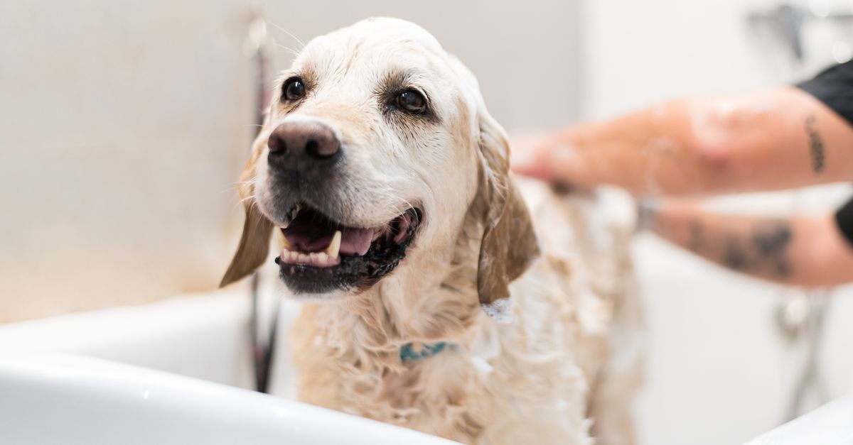 Read This If You Bathe Your Dog In Your Shower Or Bathtub