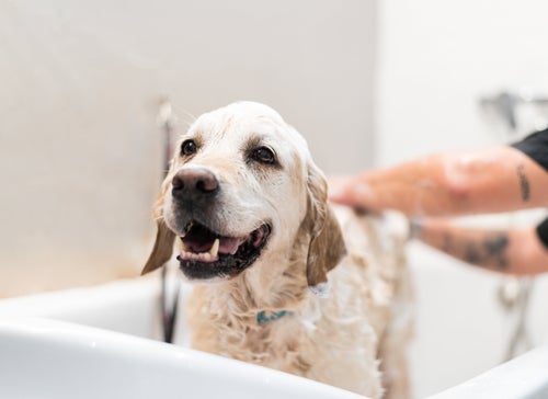 There are a few instances where you should avoid bathing your dog in the same shower or tub you use
