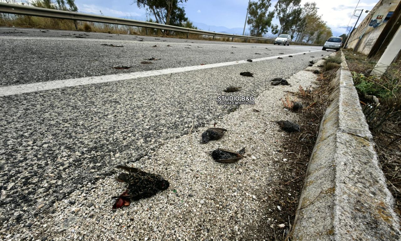 Εκατοντάδες νεκρά πουλιά στην παραλιακή Ναυπλίου - Νέας Κίου