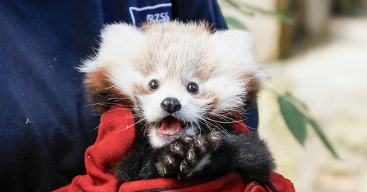 NextImg:Fireworks Blamed For Death Of Baby Red Panda At Edinburgh Zoo