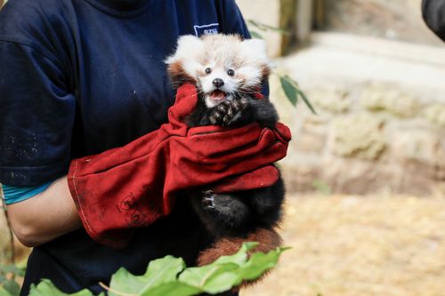 This photo provided by Royal Zoological Society of Scotland on Thursday, Nov. 14, 2024 shows red panda Roxie as zookeepers in Scotland have blamed pyrotechnics from annual Bonfire Night celebrations for the death of the baby red panda.