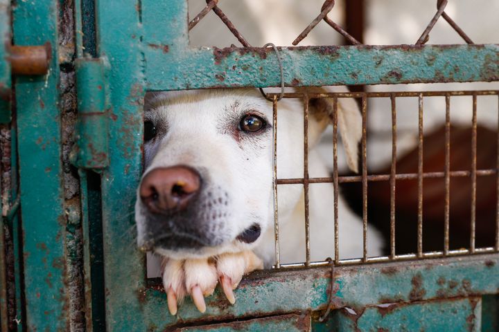 What's a better feel-good way to spend the day than taking care of lovable animals?