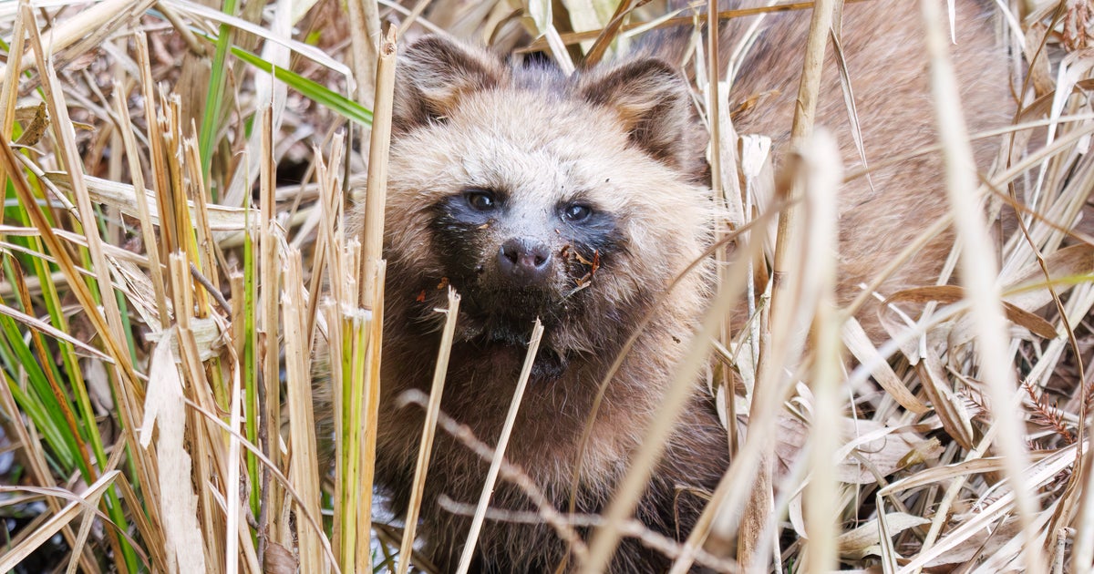 思ったより大量のたぬきたちで吹いた」。木箱にみっちり状態で