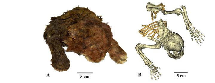 Μούμια νεαρής σαπροδόντιας γάτας Homotherium latidens από το Ανώτερο Πλειστόκαινο της Σιβηρίας