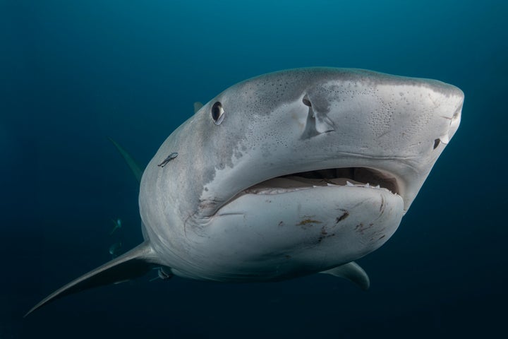 A female Tiger Shark comes in for a closer examination of an underwater photographer in the waters off the coast of Jupiter, Florida