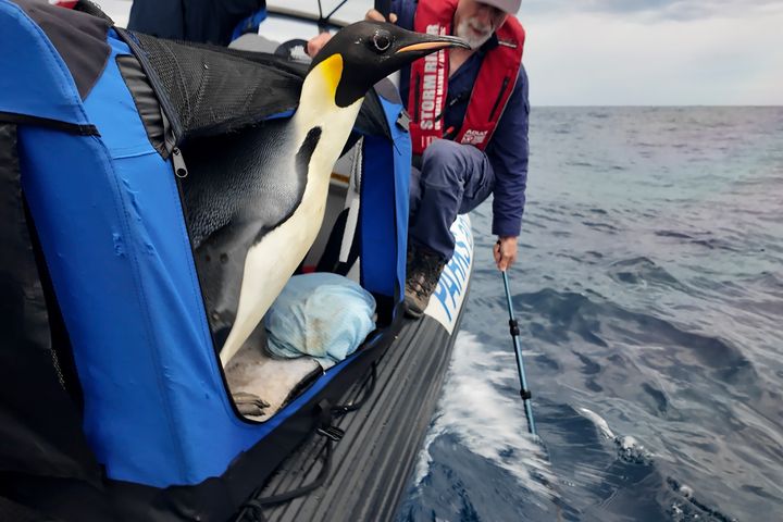 A male emperor penguin dubbed Gus is released back into the ocean off the south coast of Western Australia on Wednesday.