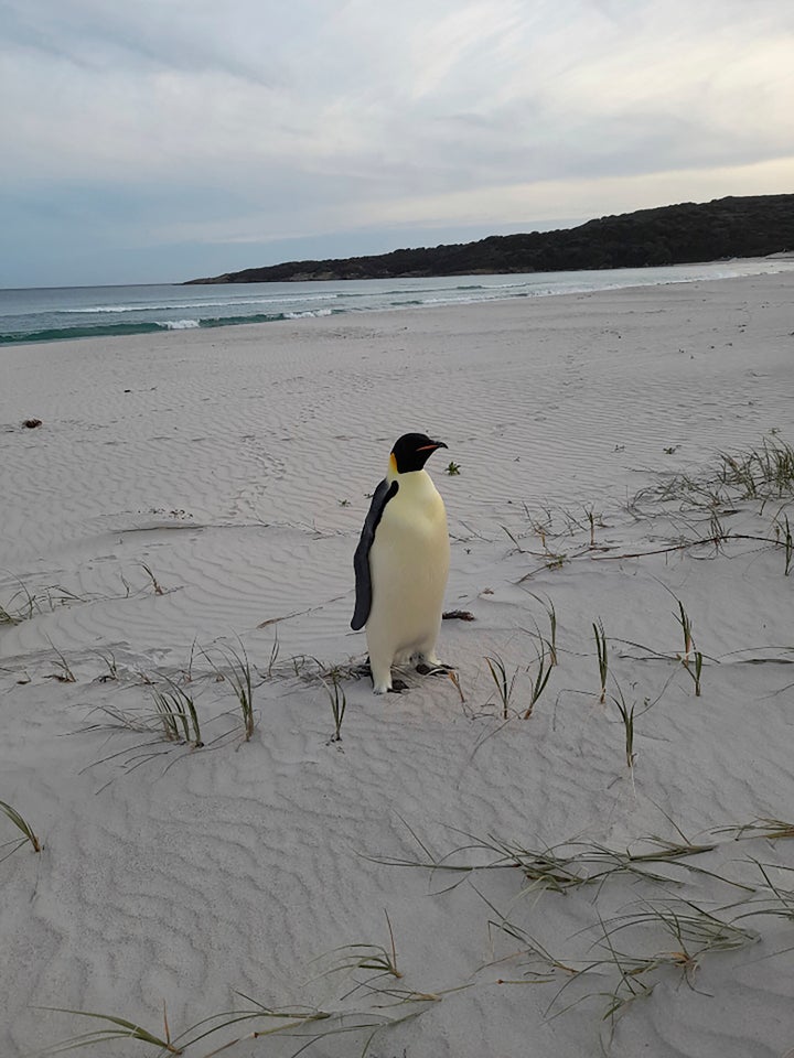 Penguin That Swam From Antarctica To Australia Is Returned To Sea After Exhausting Journey 2 Gus stands on a beach near Denmark, Australia, after being found.