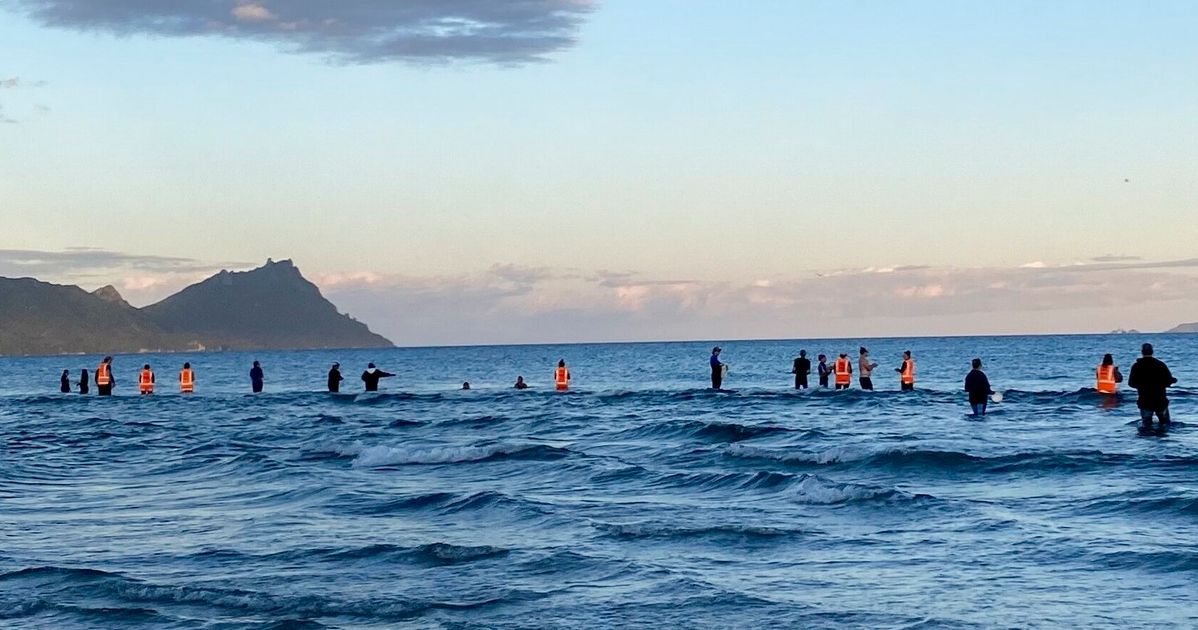 'Amazing' Moment Of Compassion As New Zealand Residents Save Dozens Of Stranded Whales