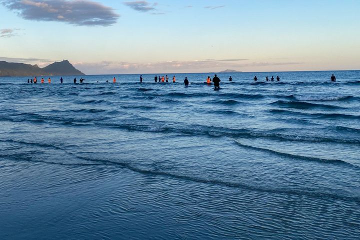 More than 30 pilot whales that stranded themselves on a beach in New Zealand were safely returned to the ocean after conservation workers and residents helped to refloat them by lifting them on sheets.