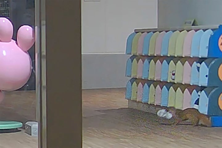 This image made from security camera video released by Kasuya Police shows a weasel with a shoe at a kindergarten in Koga, Fukuoka prefecture, southwestern Japan, on Nov. 11, 2024.