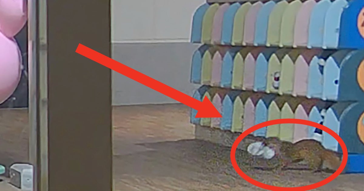 NextImg:Stolen Shoe Mystery Solved At Japanese School When Security Camera Catches Weasel In The Act