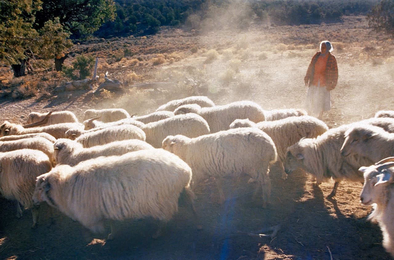 Navajo (Diné) elder Glenna Begay tends to her sheep on Black Mesa, Arizona, where she has lived her entire life without running water and electricity. Glenna lives in her ancestral home illegally, resisting a government relocation program that has removed over 14,000 Navajos from their homes since the 1980s. Most of the land vacated ended up underneath the Peabody coal strip mine not far from Glenna’s home. The mesa’s only aquifer, which its residents and wildlife depend on for survival, was drained of water to operate a slurry pipeline that transported the coal 200 miles to a generating station. One of the reasons many Indigenous activists believe in returning public lands to Native Americans is because America’s public lands produce 20% of U.S. carbon emissions thanks to all of the fossil fuels that are mined out of them. Indigenous guardianship could return America's public land base to being a carbon sink, rather than a net carbon emitter.