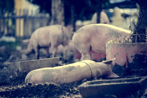 A pity pig sleeping on the dirty ground.