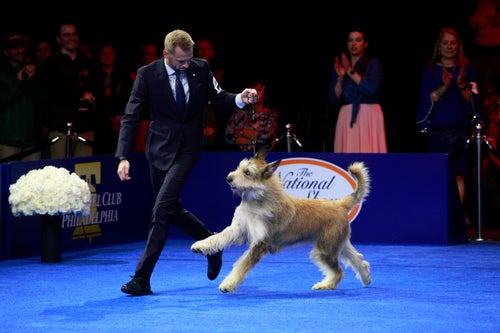 Rupert, the Berger Picard, competes for best in show.