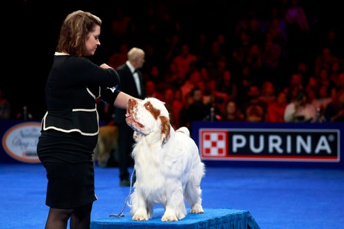 A clumber spaniel named Houston won the sporting group category on Thursday.