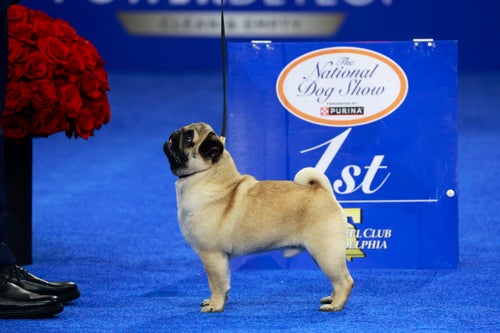 “Compact, features, movement — everything a pug should be,” judge George Milutinovich said of the pug.