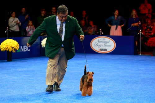Second place, also known as reserve best in show, was awarded to Verde, a Welsh terrier.