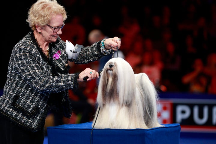 JJ, Lhasa Apso.