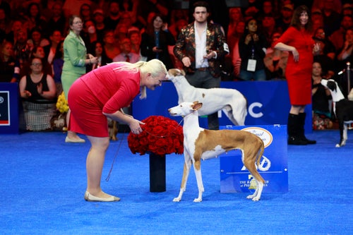 The Zit, an Ibizan hound, won its group at the show.