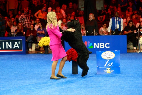 Monty, a giant schnauzer.