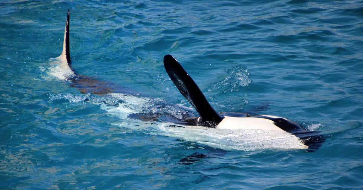 Orca Spotted Doing Something Really Weird In Puzzling Throwback To The 1980s