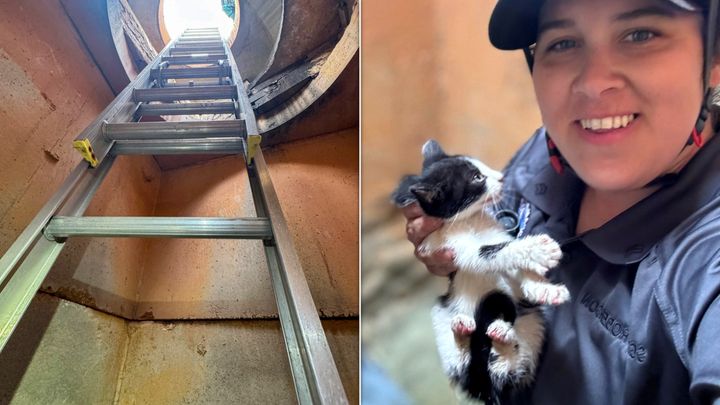 Photos show the ladder that Florida's Merideth Roberson climbed down and the newly rescued kitten with the animal welfare officer.