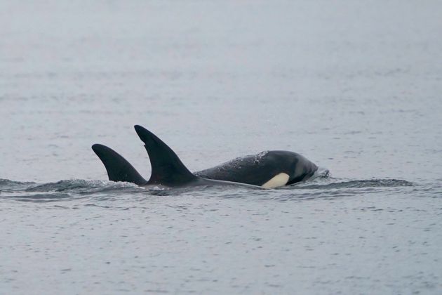 アメリカ・ワシントン州ウィッビー島で撮影されたシャチ