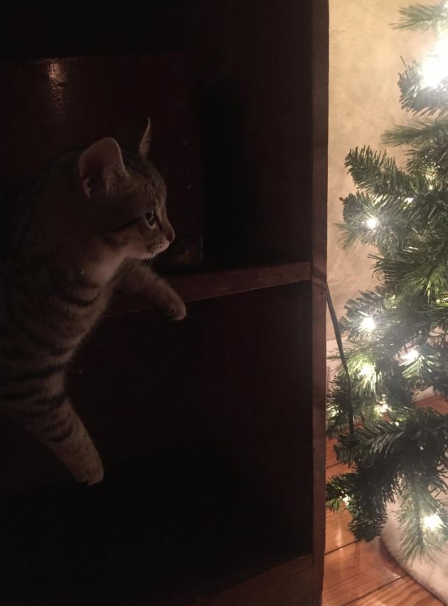 The author's cat looking at her Christmas tree.