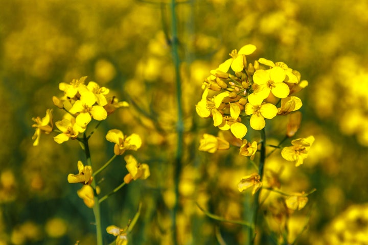 Το κραμβέλαιο (canola oil), ένα φυτικό έλαιο ελάχιστα γνωστό στην Ελλάδα, προέρχεται από ένα κίτρινο λουλούδι και χρησιμοποιείται όπως το ηλιέλαιο.