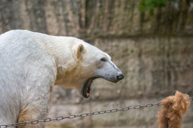 Eisbär hängt