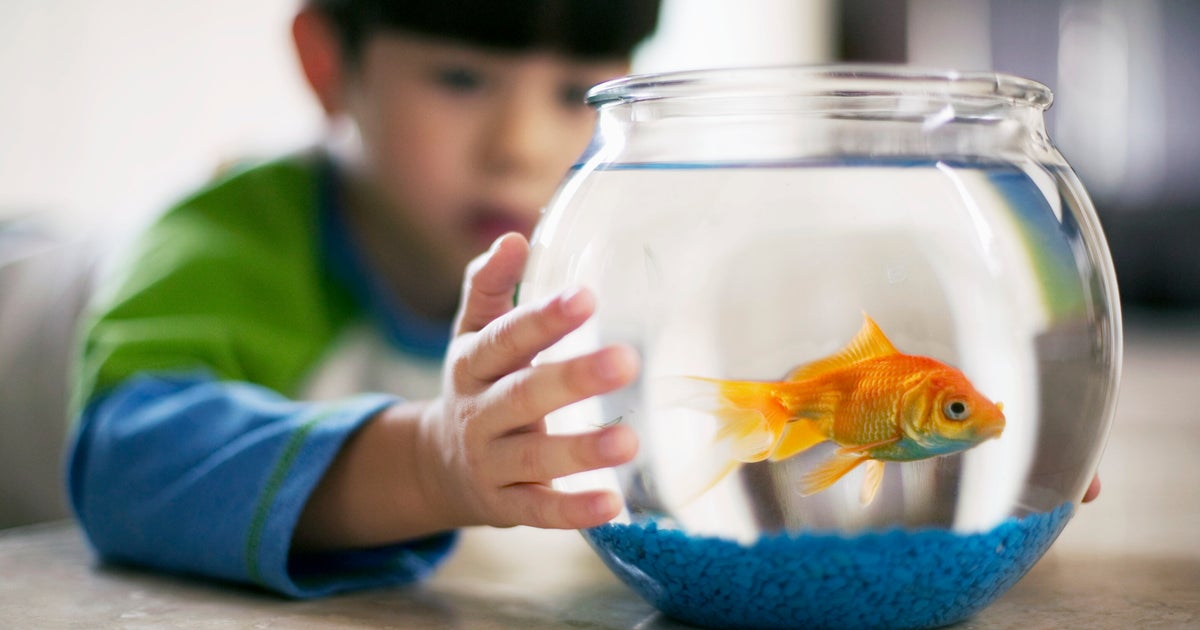 NextImg:We Avoided Talking About The Death Of Our Son's Pet Fish. Here's What I'd Do Differently Now.