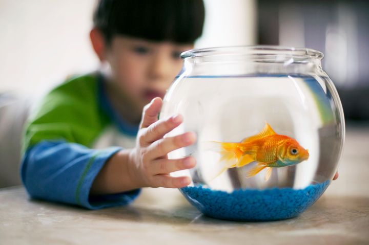 Parents have been sneakily replacing pet fish for as long as children have been keeping them. 