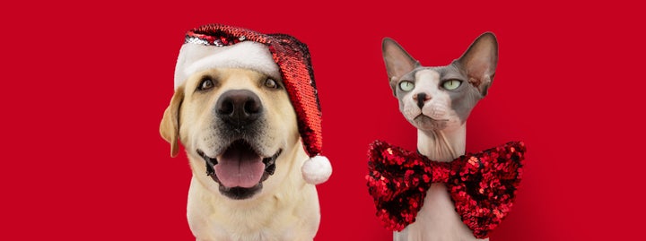 Let your pets in on the holiday.